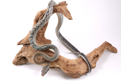 Vietnamese Blue Beauty Rat Snake