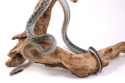 Vietnamese Blue Beauty Rat Snake