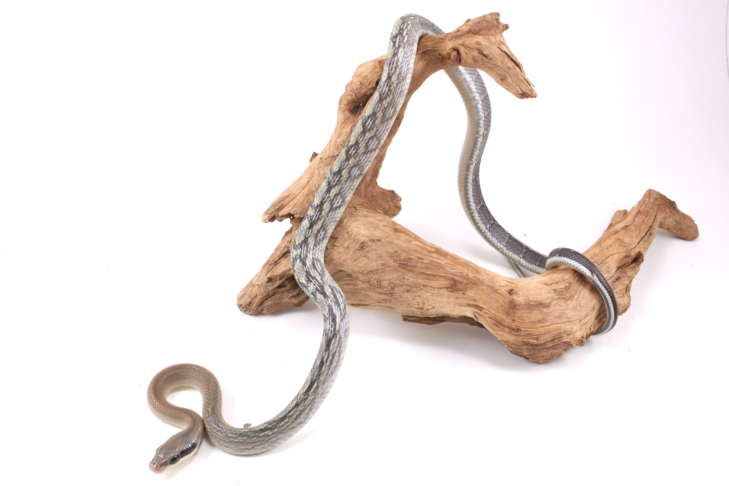 Vietnamese Blue Beauty Rat Snake