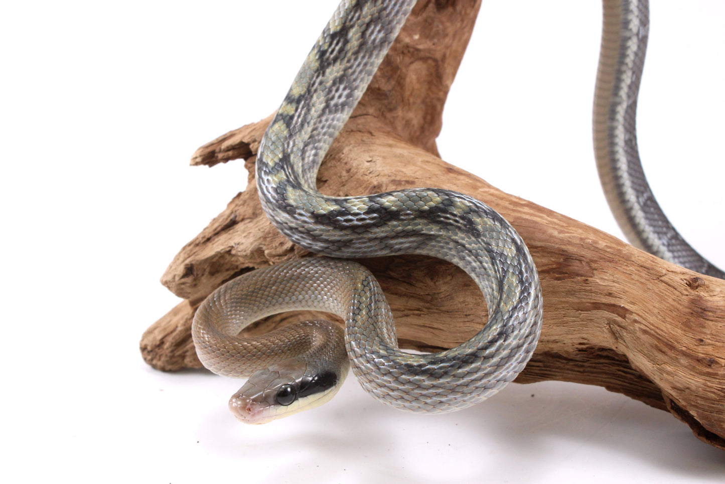 Vietnamese Blue Beauty Rat Snake