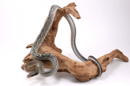 Vietnamese Blue Beauty Rat Snake