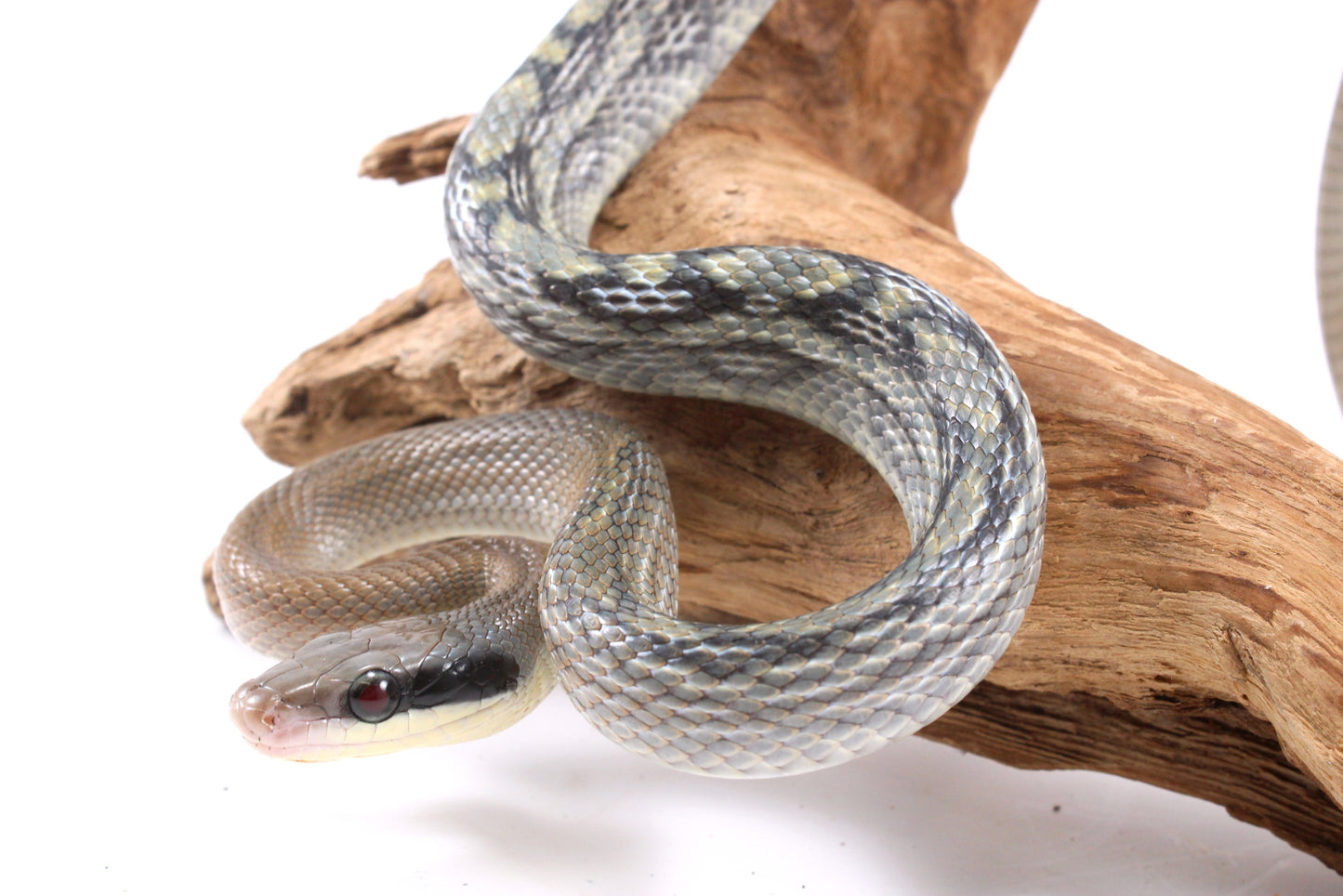 Vietnamese Blue Beauty Rat Snake