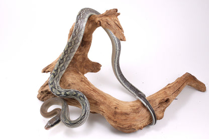 Vietnamese Blue Beauty Rat Snake