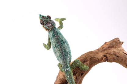 Helmeted Chameleon