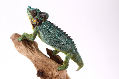 Helmeted Chameleon