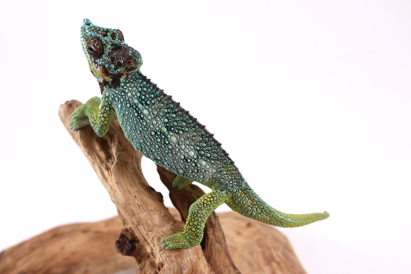 Helmeted Chameleon