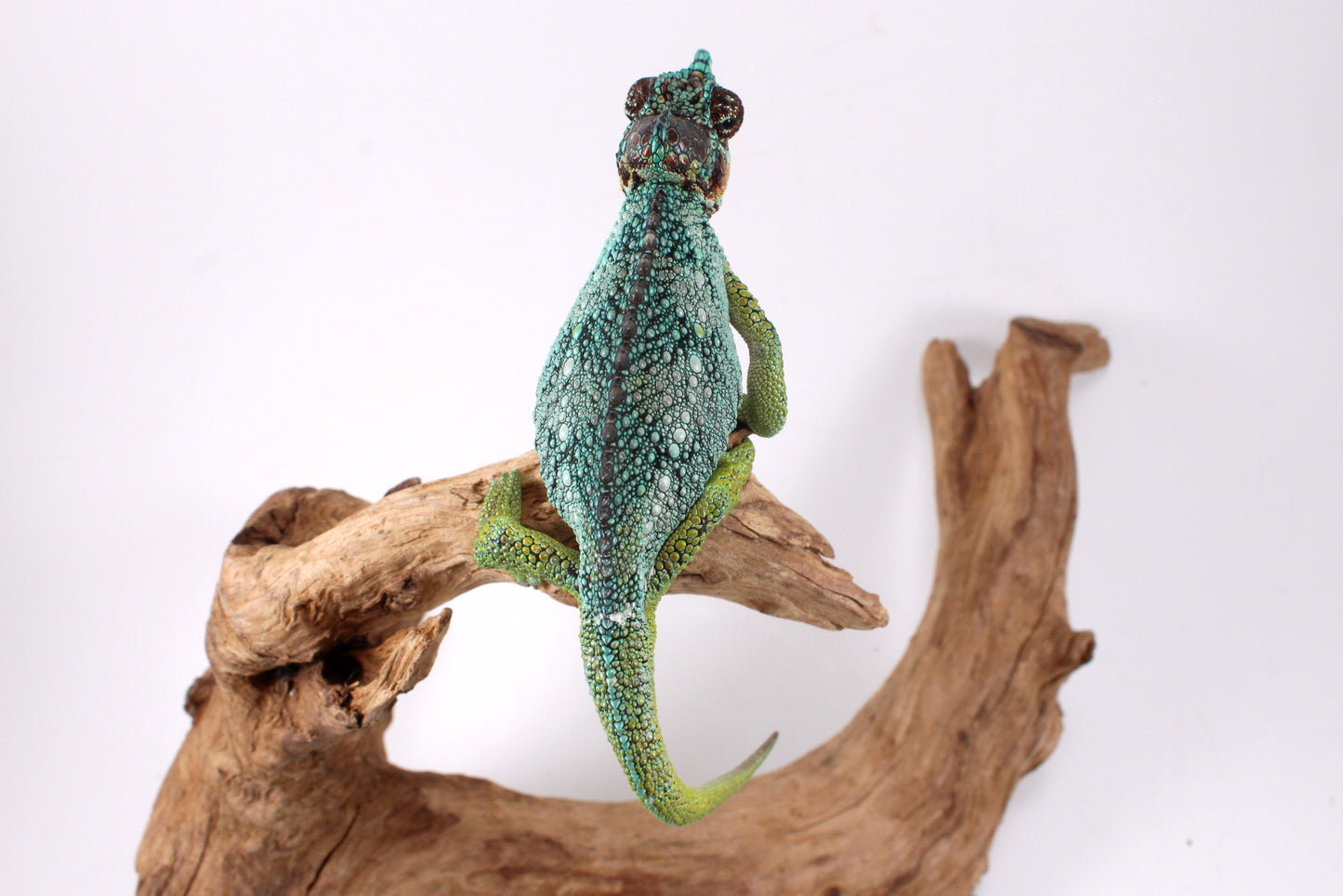 Helmeted Chameleon
