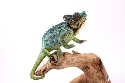 Helmeted Chameleon