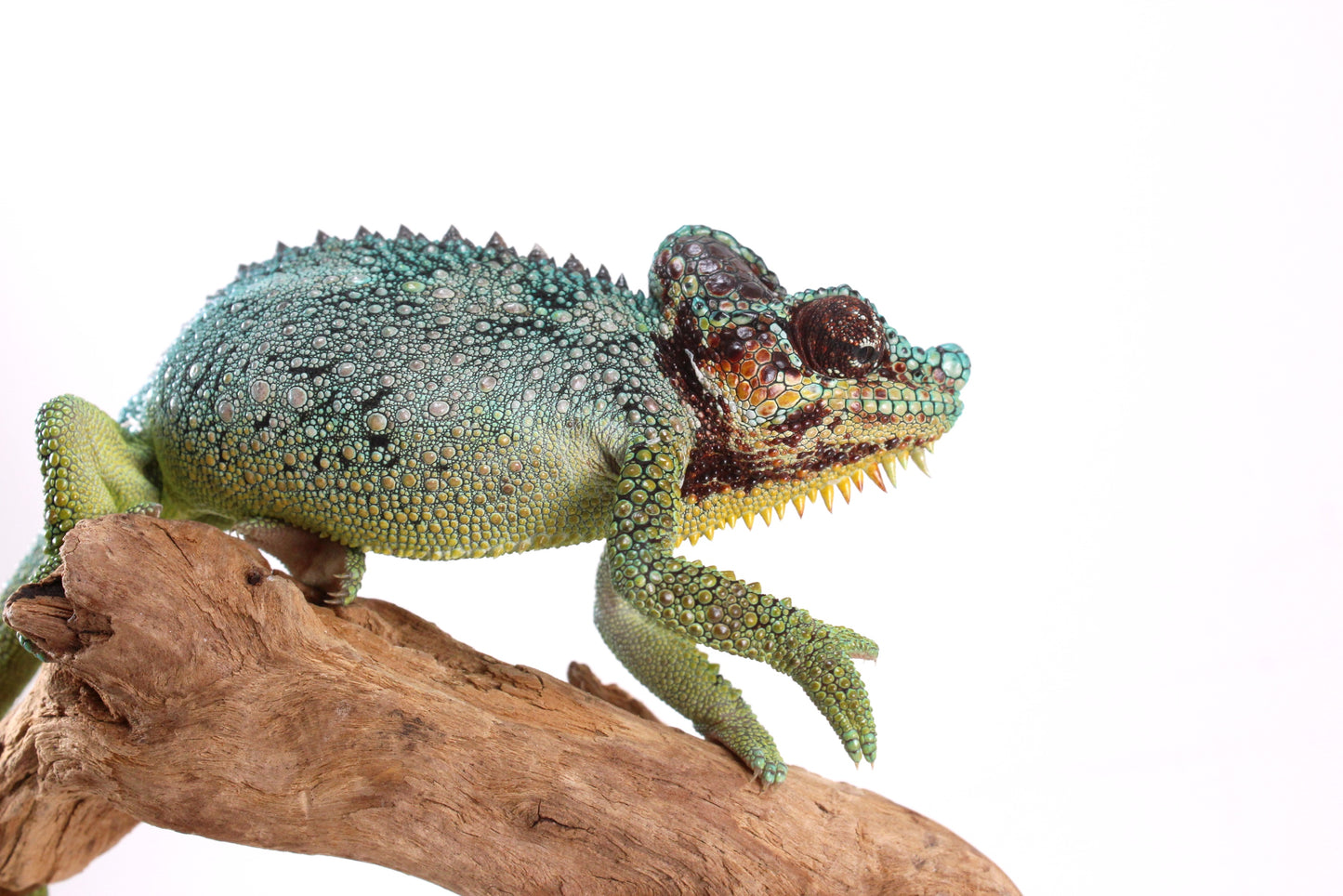 Helmeted Chameleon