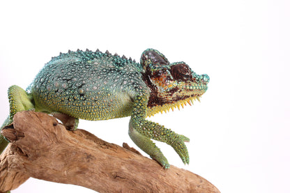 Helmeted Chameleon