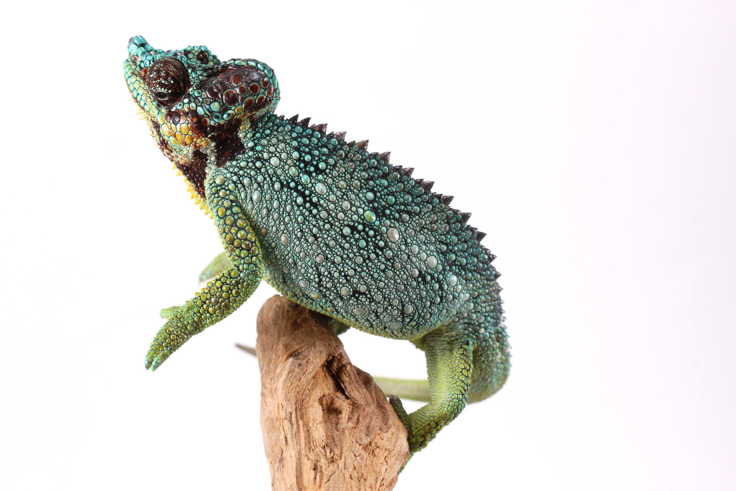 Helmeted Chameleon