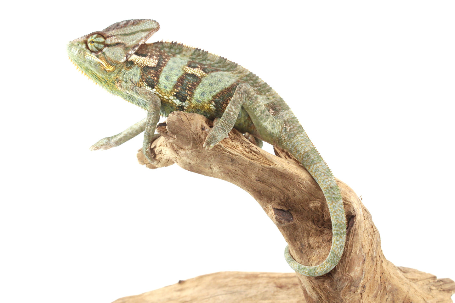 Veiled Chameleon