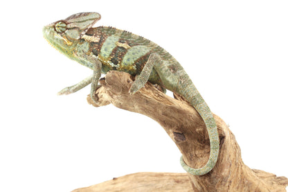Veiled Chameleon