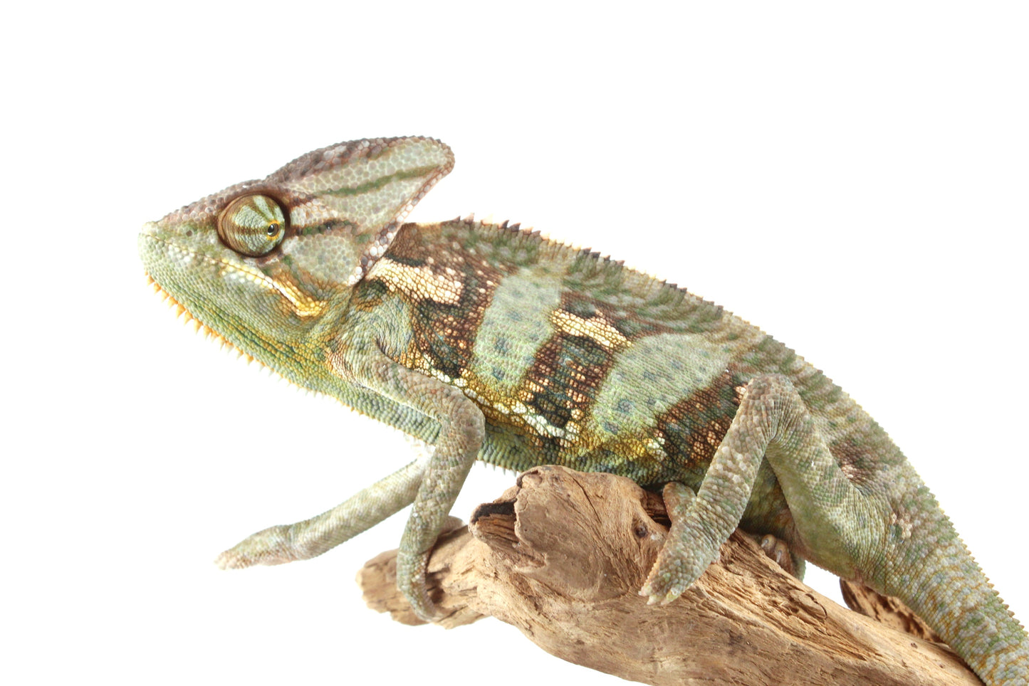 Veiled Chameleon