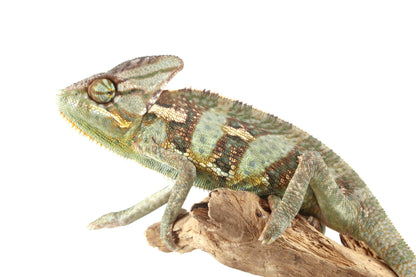 Veiled Chameleon