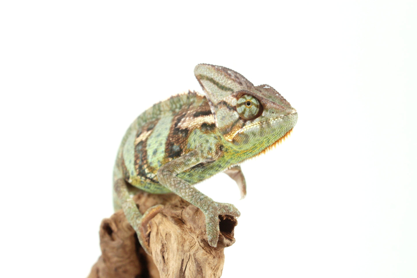 Veiled Chameleon