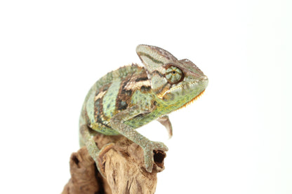 Veiled Chameleon