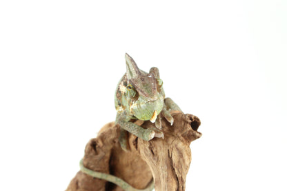 Veiled Chameleon