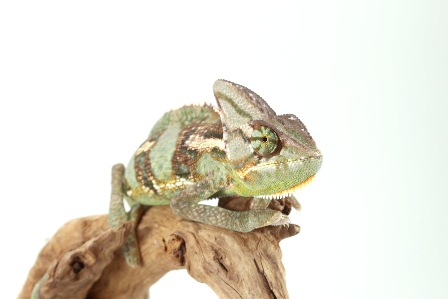 Veiled Chameleon