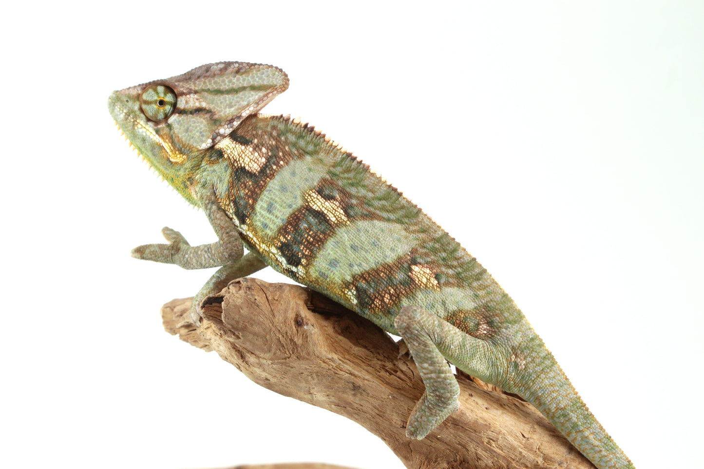 Veiled Chameleon