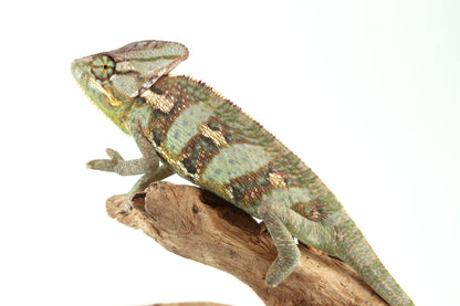 Veiled Chameleon