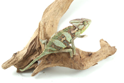 Veiled Chameleon