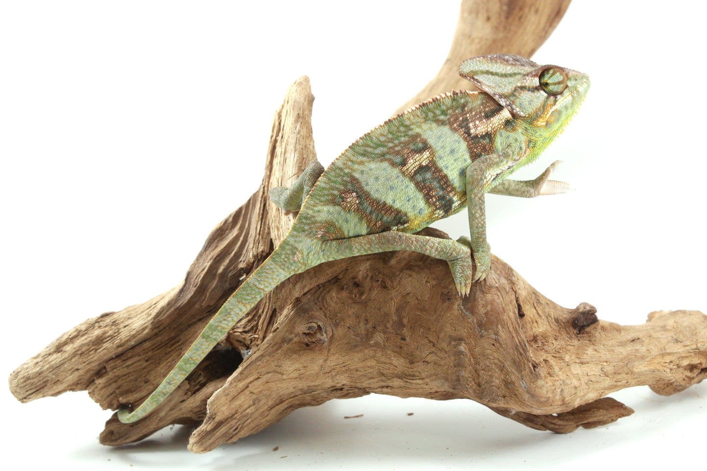 Veiled Chameleon