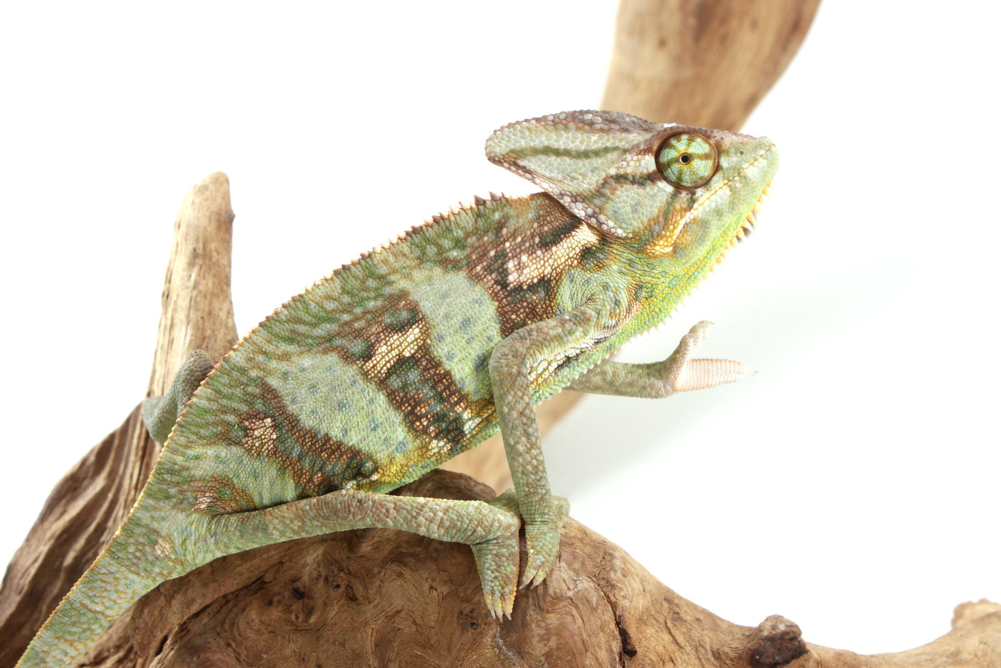 Veiled Chameleon