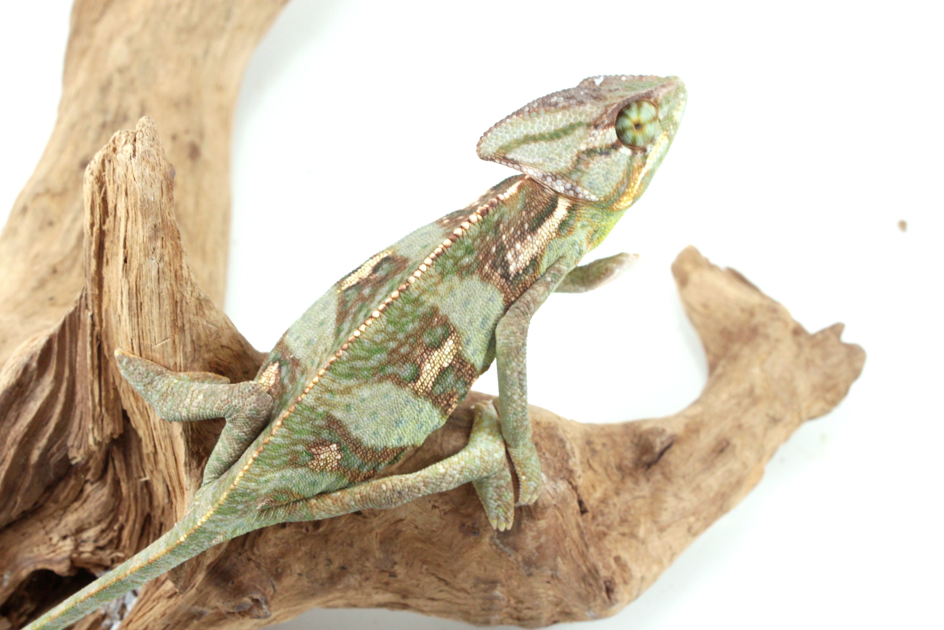 トップス ARCHIVE LIFE WORLD WIDE xameleon Discover Amazing Chameleons | Reptiles Archive – All Reptiles