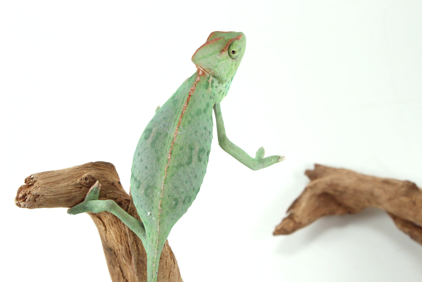 Veiled Chameleon
