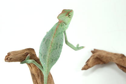 Veiled Chameleon