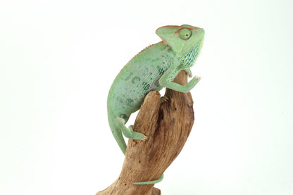Veiled Chameleon