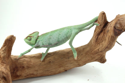 Veiled Chameleon