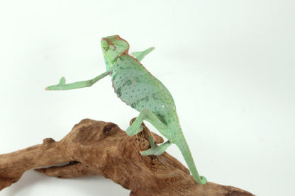 Veiled Chameleon