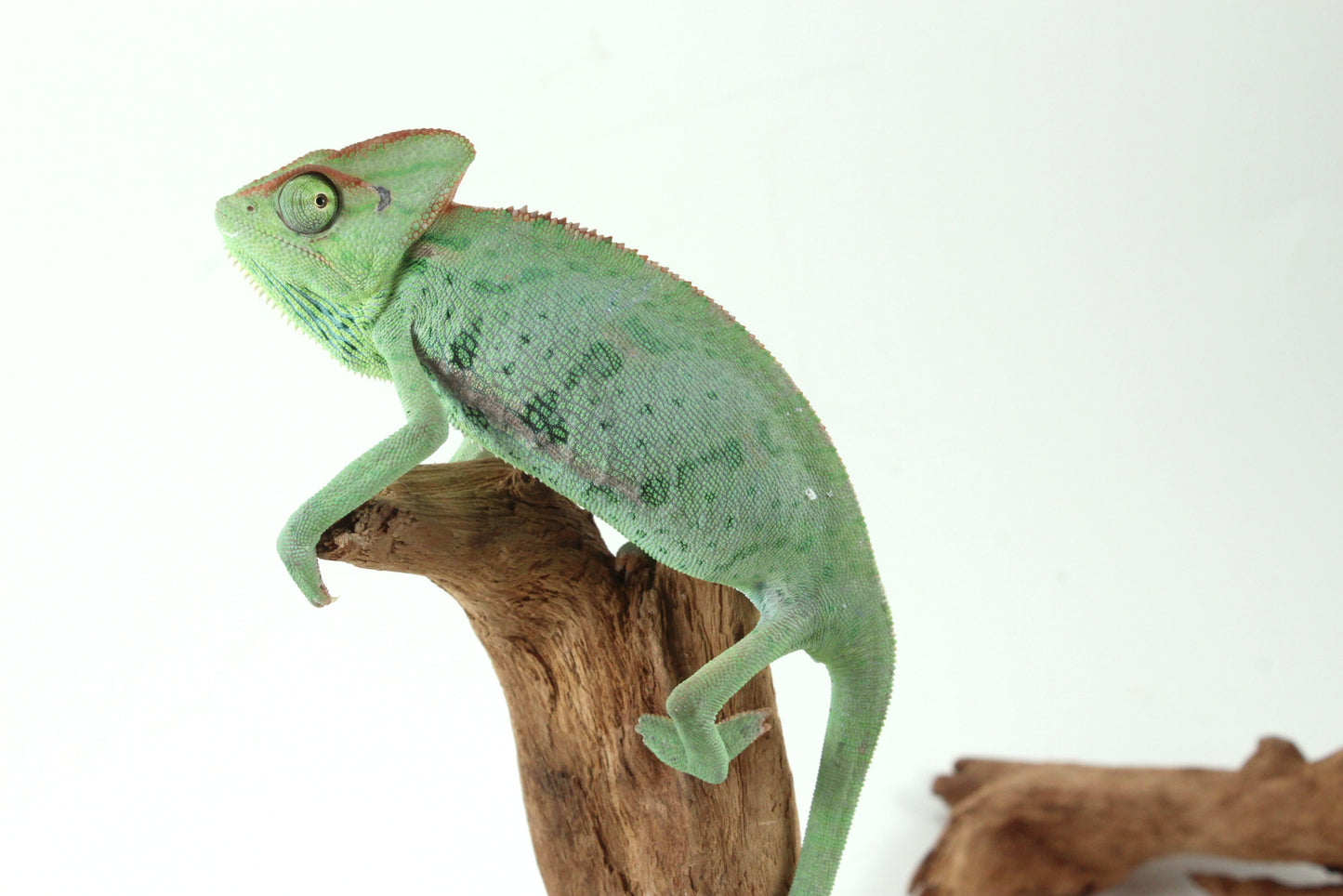 Veiled Chameleon