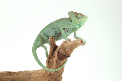 Veiled Chameleon
