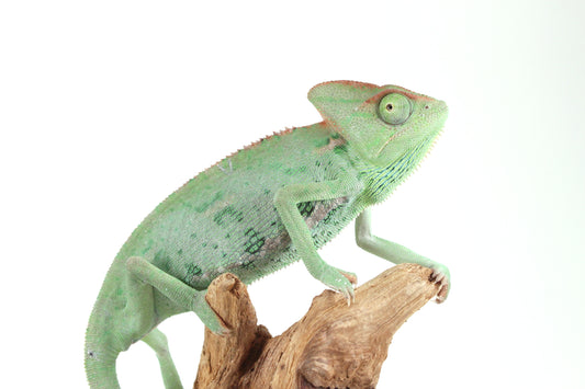 Veiled Chameleon