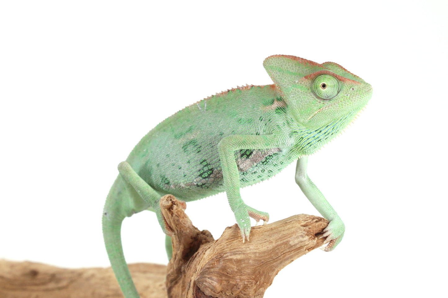 Veiled Chameleon