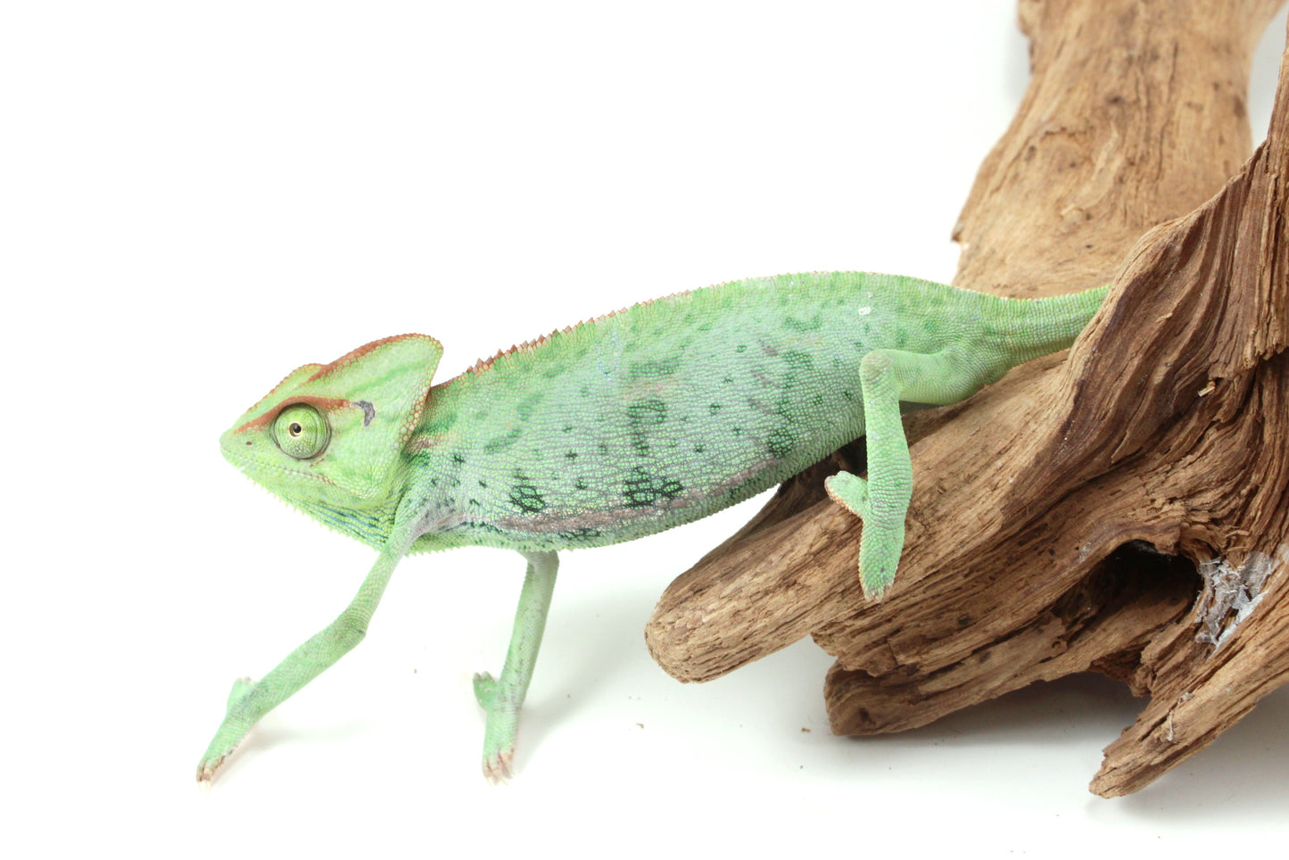 Veiled Chameleon