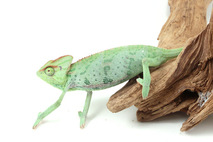 Veiled Chameleon
