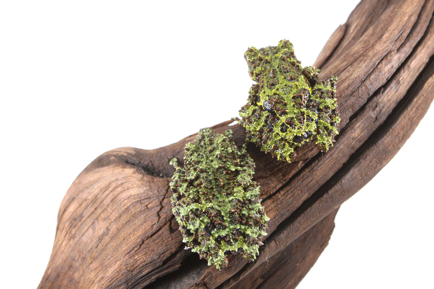 CB Juvenile Vietnamese Mossy Frog