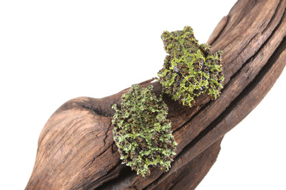 CB Juvenile Vietnamese Mossy Frog