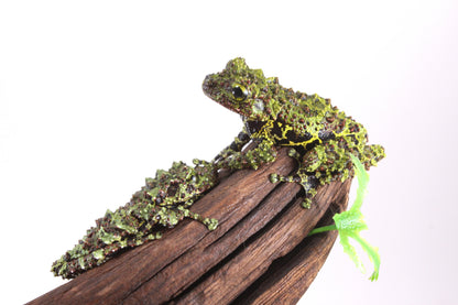 CB Juvenile Vietnamese Mossy Frog