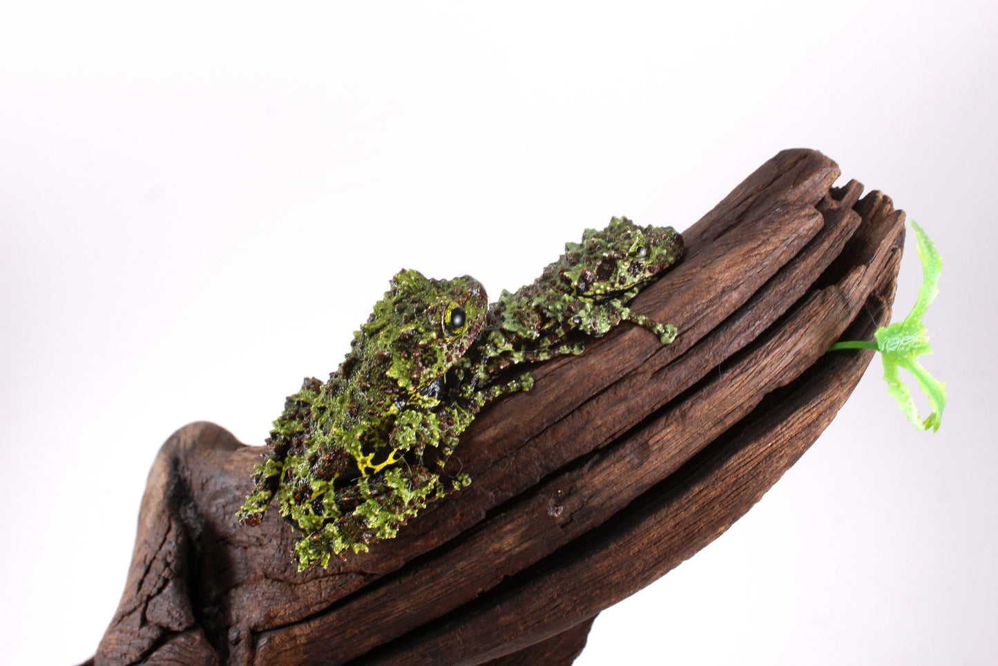 CB Juvenile Vietnamese Mossy Frog