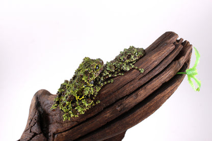 CB Juvenile Vietnamese Mossy Frog