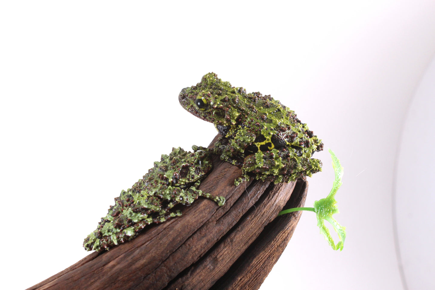 CB Juvenile Vietnamese Mossy Frog