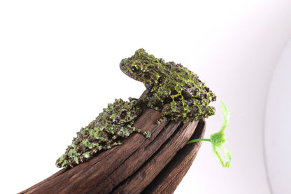 CB Juvenile Vietnamese Mossy Frog