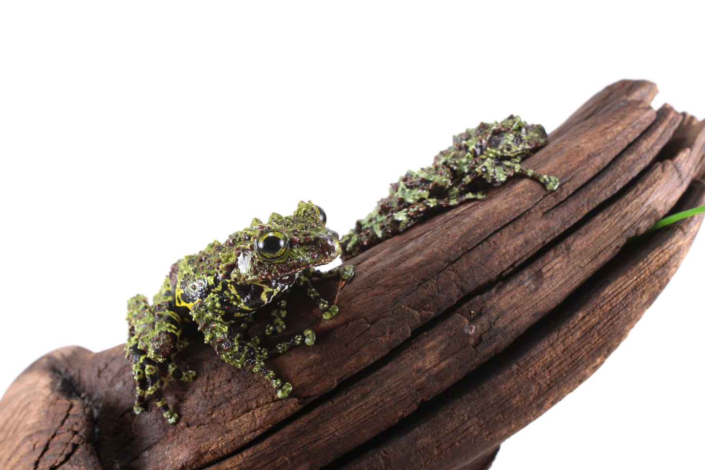 CB Juvenile Vietnamese Mossy Frog