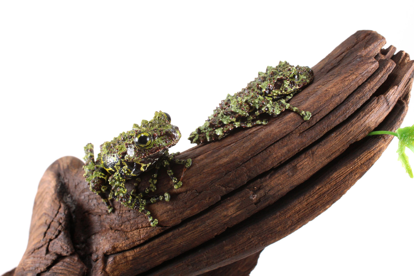 CB Juvenile Vietnamese Mossy Frog