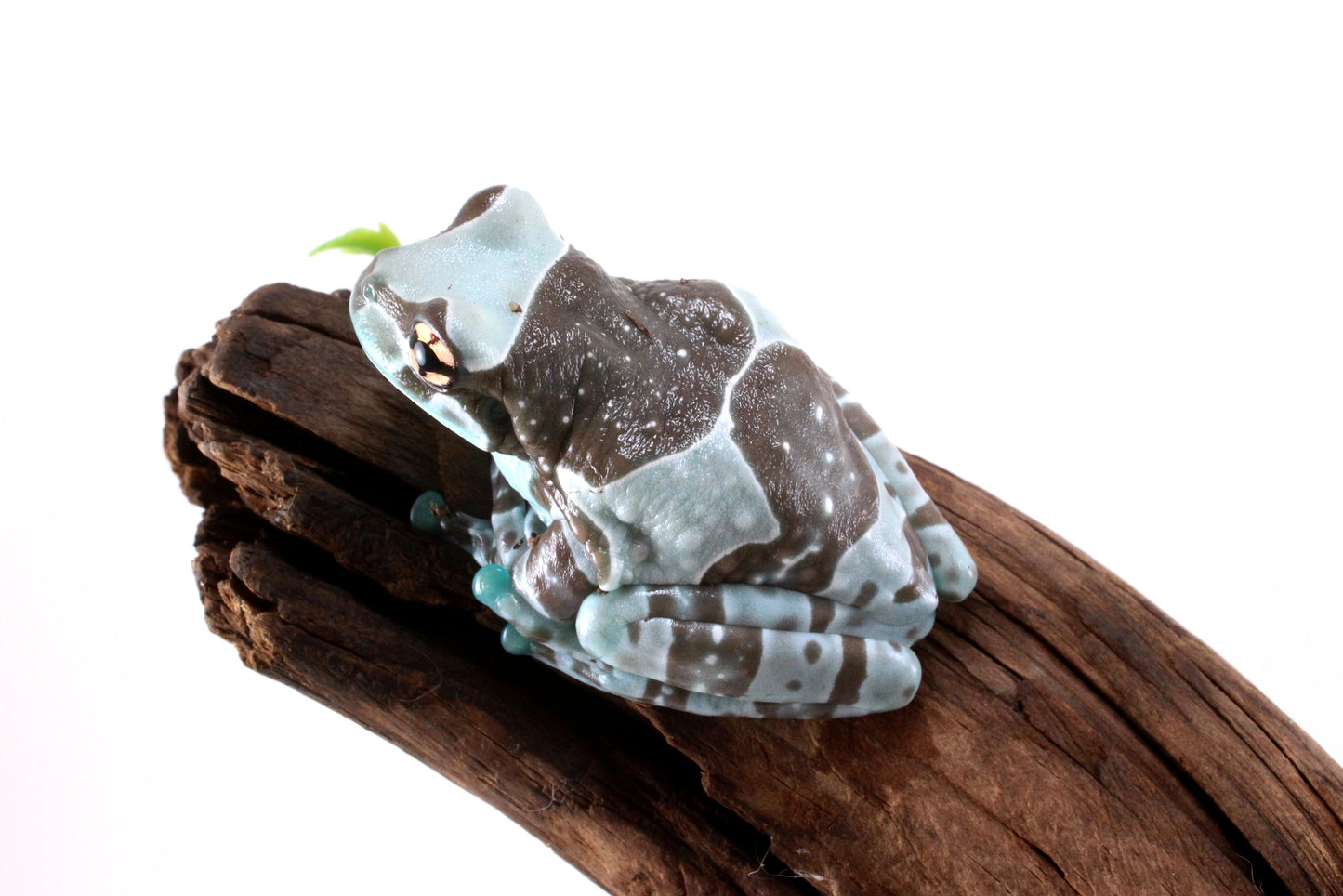 CB Amazon Milk Frog